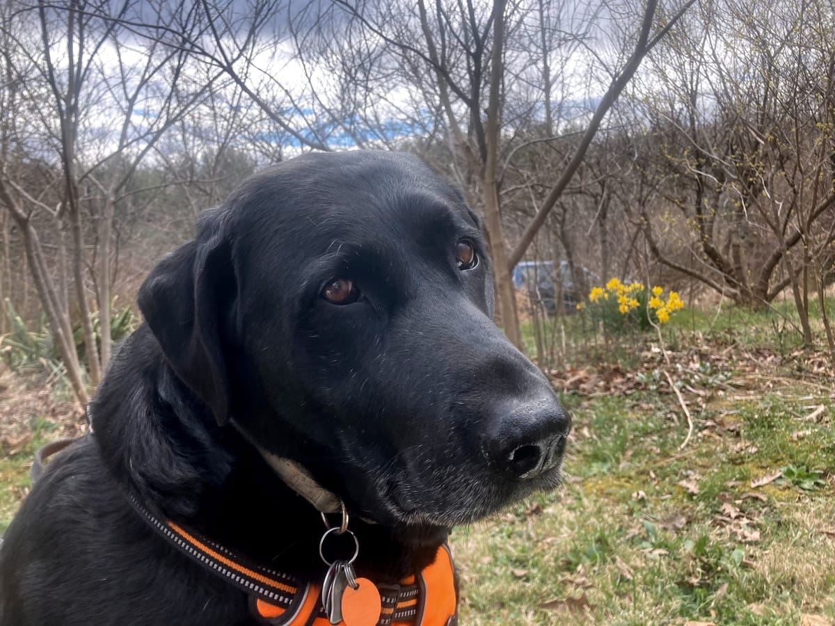 A black lab with an orange vest looking at the camera. There are trees and yellow flowers. 