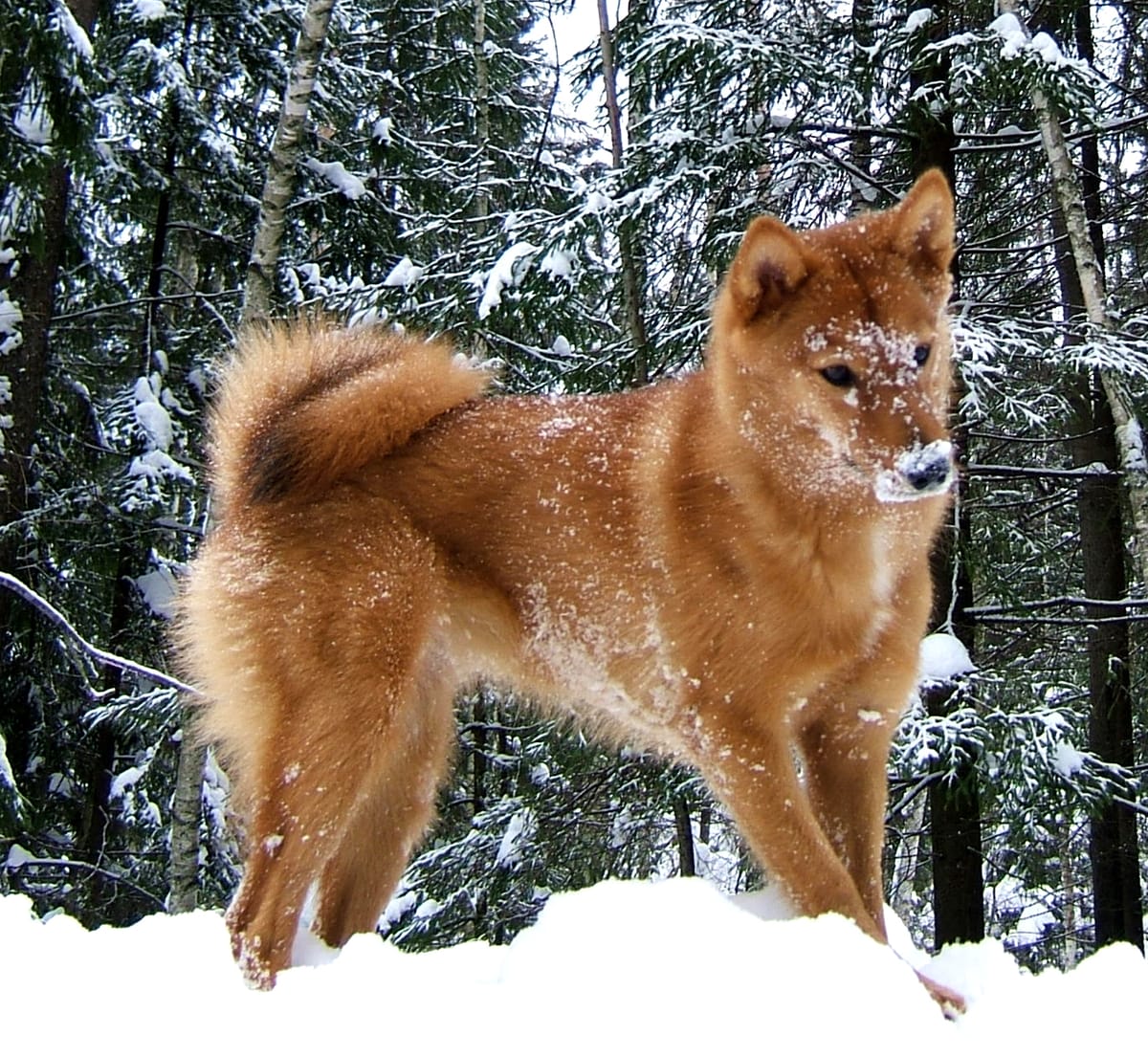 A reddish dog playing in snow with trees in the background.