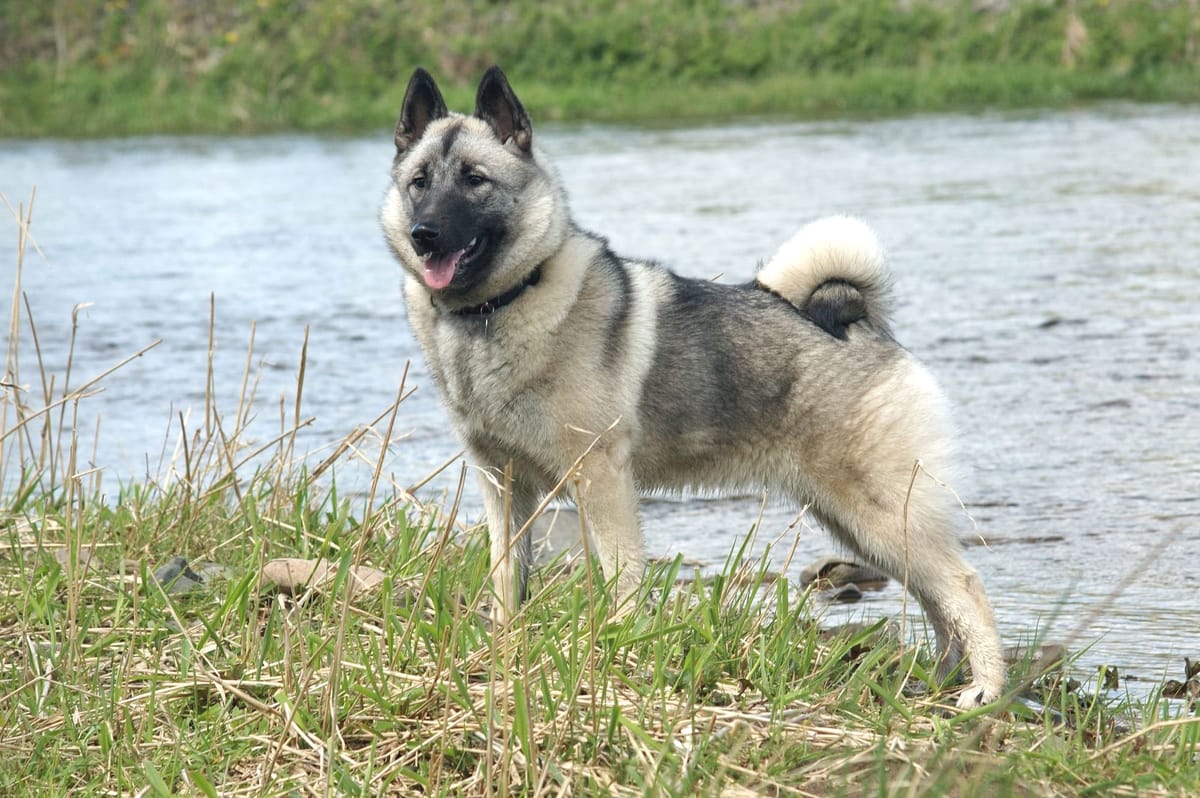 A fluffy gray and buff dog next to a stream.