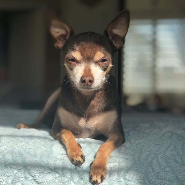 A dark chocolate and light tan chihuahua sitting on a bed looking into the camera with slightly squinty eyes.
