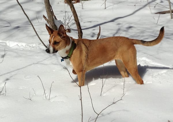 A honey brown dog with white and some black markings stands in snow.